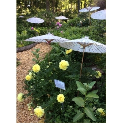 Nasiona Piwonia żółta szt.2 Nxx72